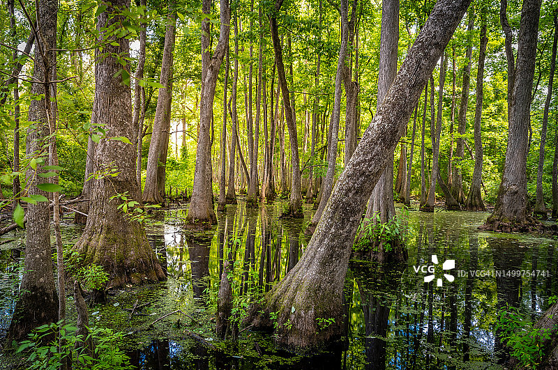 密西西比沼泽中倾斜的树图片素材
