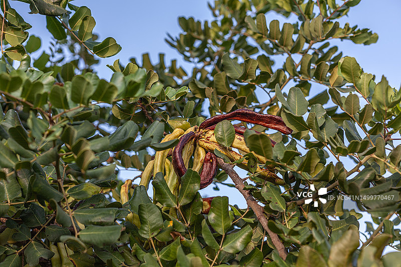 角豆树果实特写图片素材
