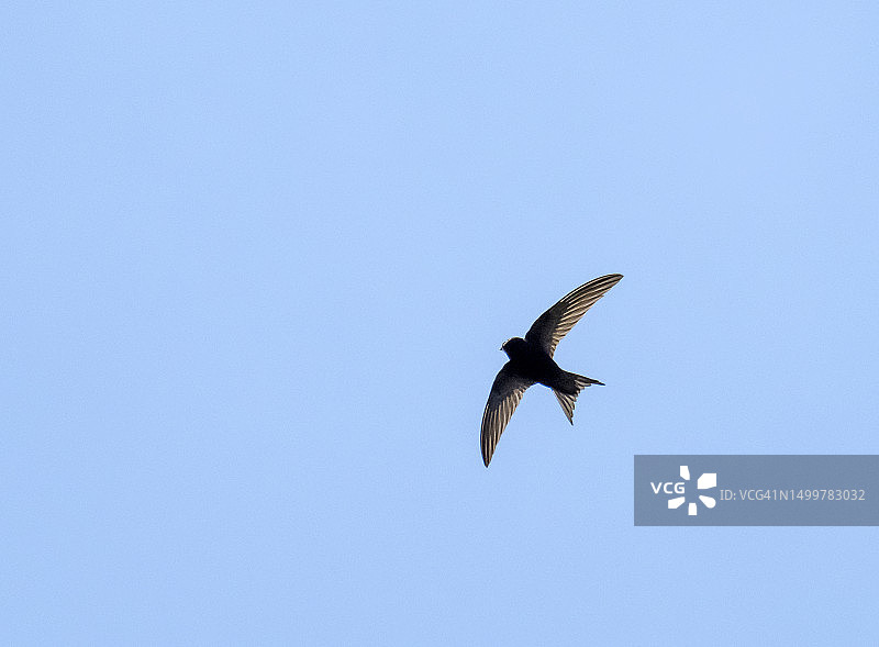 在英国湖区安布尔塞德的普通雨燕图片素材