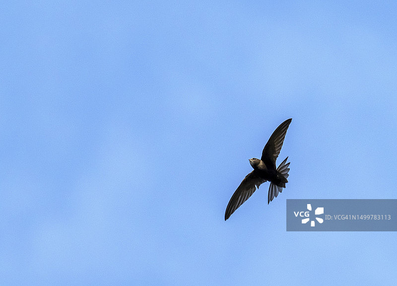 在英国湖区安布尔塞德的普通雨燕图片素材