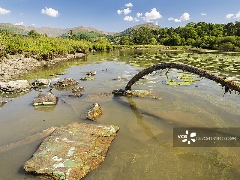 温德米尔湖中大量繁殖的蓝绿藻，原因是排入湖中的污水量和炎热天气图片素材