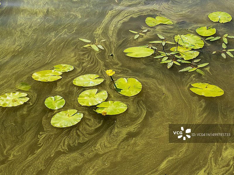 温德米尔湖中大量繁殖的蓝绿藻，原因是排入湖中的污水量和炎热天气图片素材