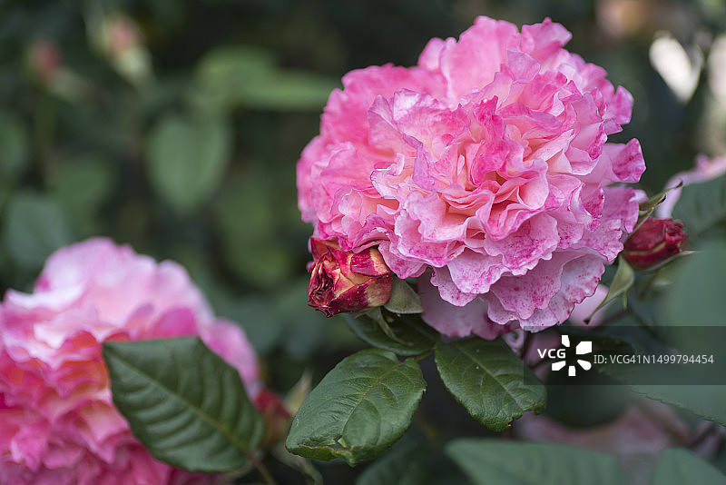 玫瑰花园图片素材