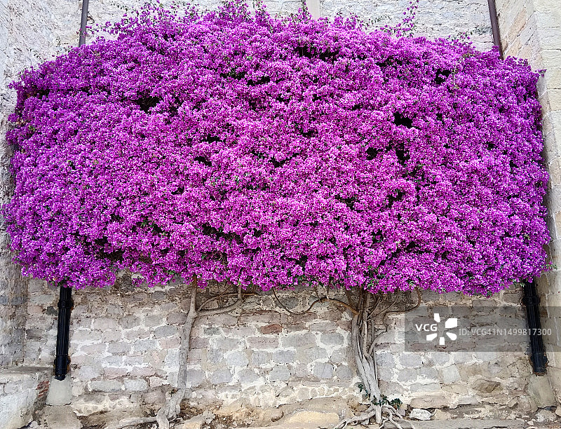 叶子花属花图片素材