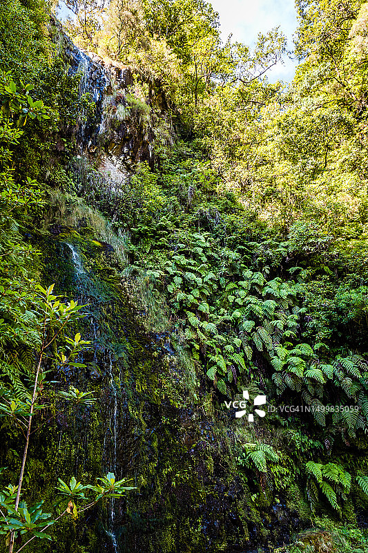 马德拉桑塔纳绿野大锅徒步图片素材