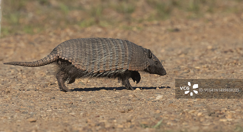 六带犰狳图片素材