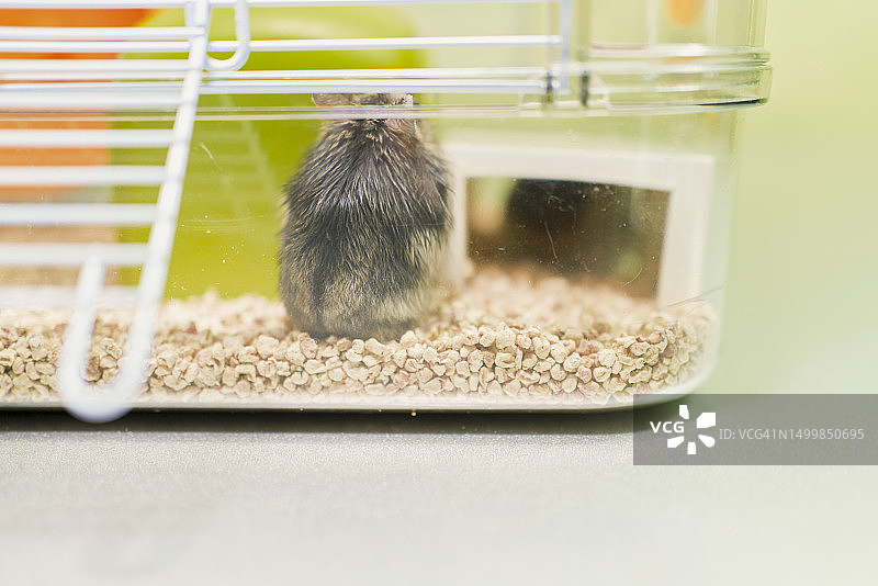 笼子里仰面朝天的仓鼠，地板上铺满了特殊的吸水材料图片素材