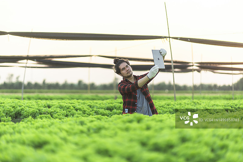 年轻的亚洲农民在无毒蔬菜农场收获有机生菜图片素材