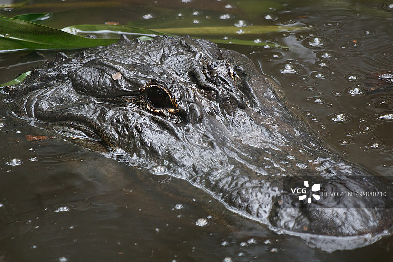美国鳄鱼图片素材