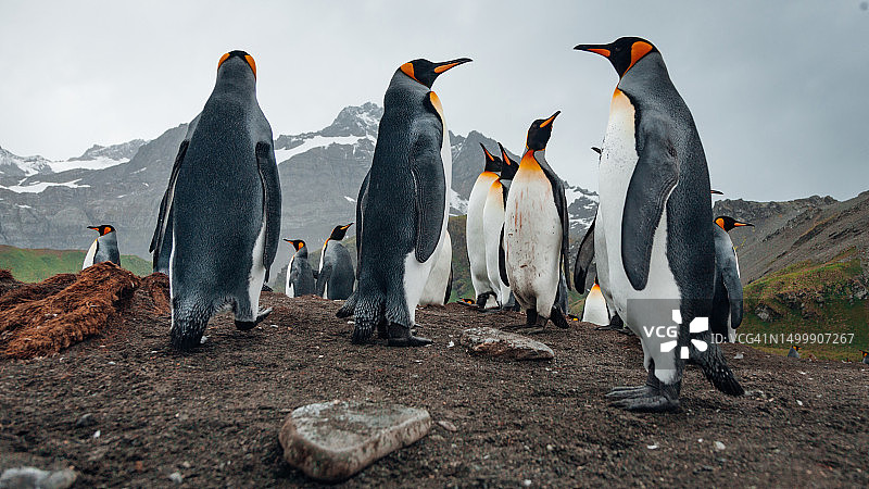南极国王企鹅肖像，黄金港海滩，亚南极岛屿图片素材