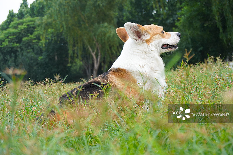 可爱的柯基犬在阳光明媚的春日草地上侧面站立图片素材