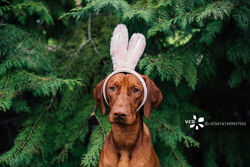 戴着滑稽兔子耳朵的匈牙利维兹拉犬图片素材
