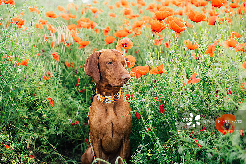 维兹拉犬坐在罂粟花田中图片素材