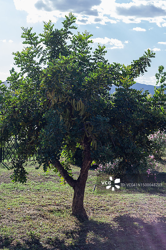 角豆树图片素材