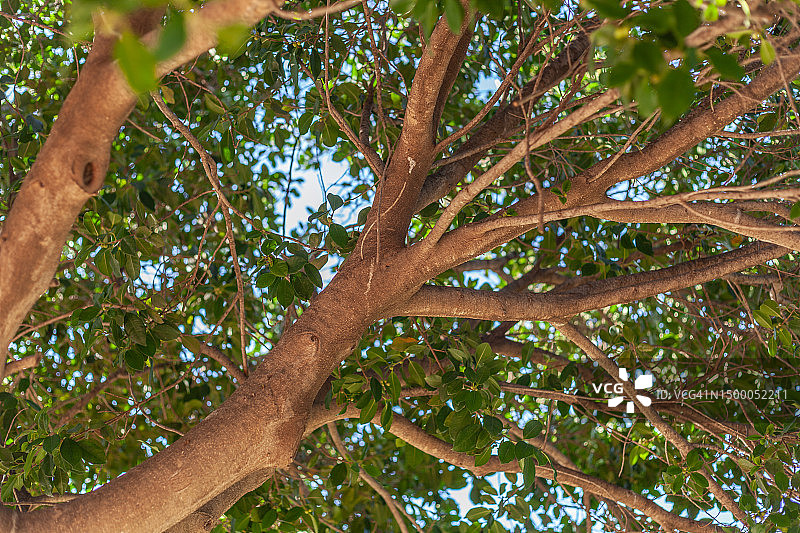 垂叶榕图片素材