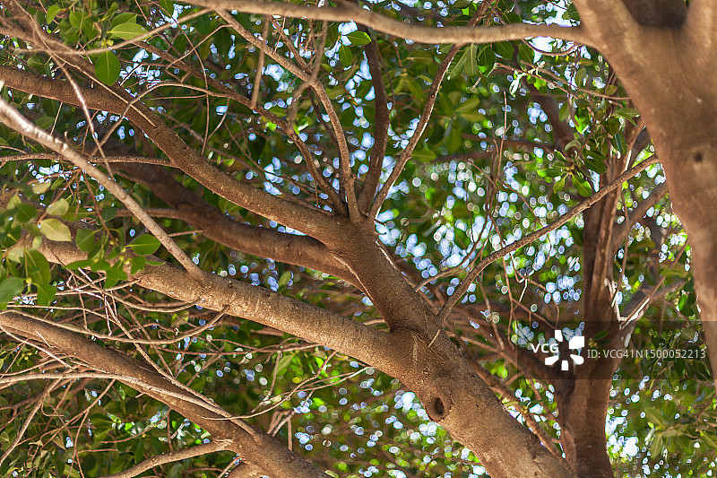垂叶榕图片素材