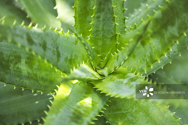 芦荟植物图片素材