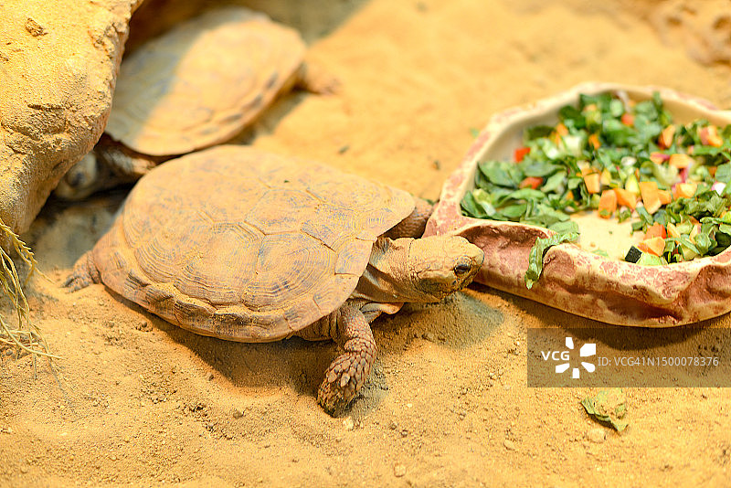 煎饼龟图片素材