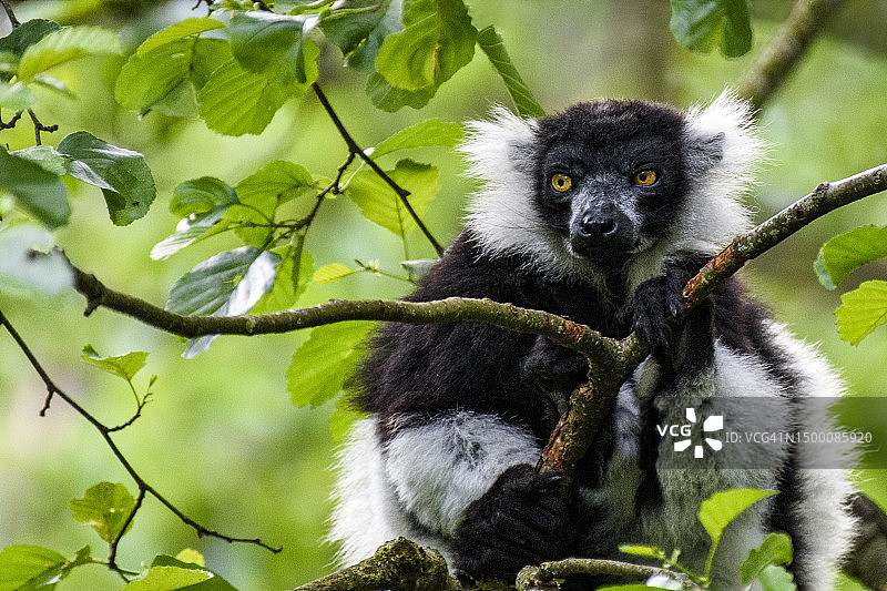 黑白领狐猴 - 马达加斯加极危物种图片素材