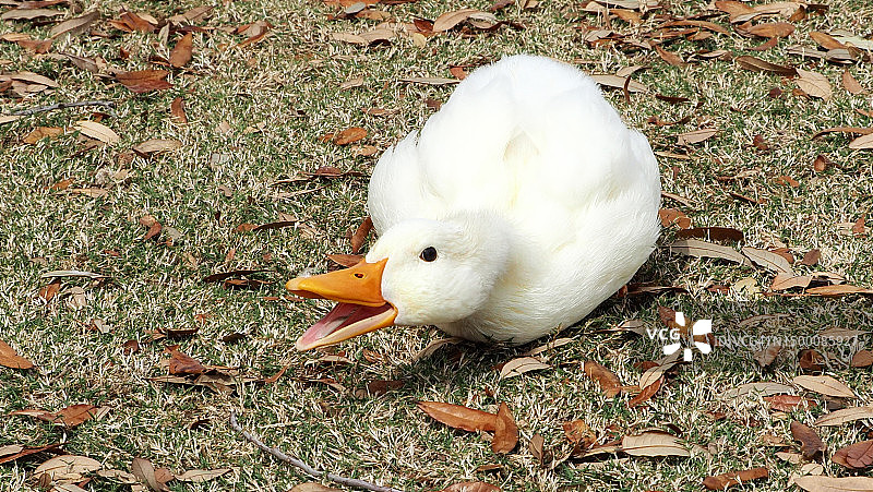 打个招呼！图片素材