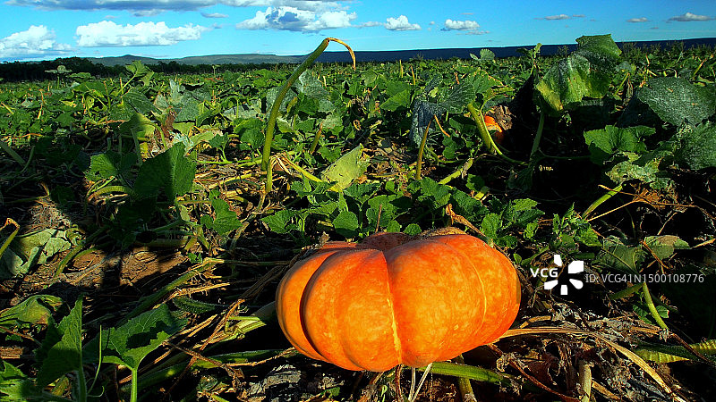 食物种植园图片素材