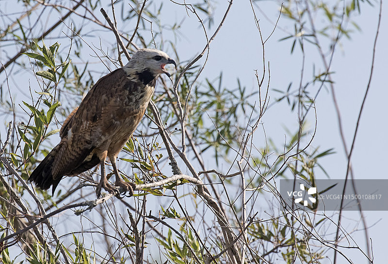 黑领鵟图片素材
