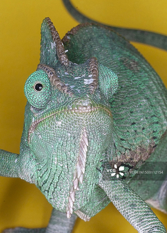 高冠变色龙图片素材