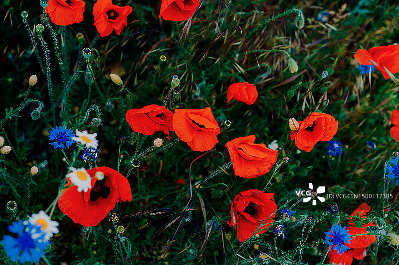 草地上的罂粟花与矢车菊花图片素材