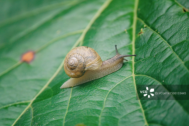 蜗牛图片素材