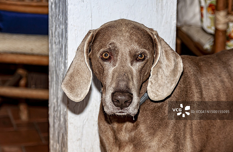 看着镜头的成年魏玛犬肖像图片素材