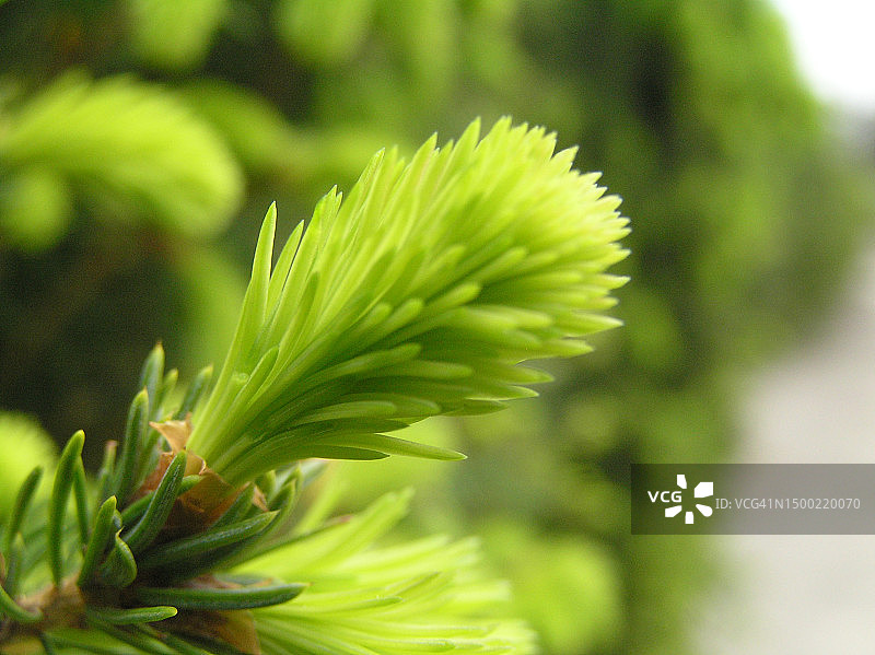 一根年轻的云杉树枝图片素材
