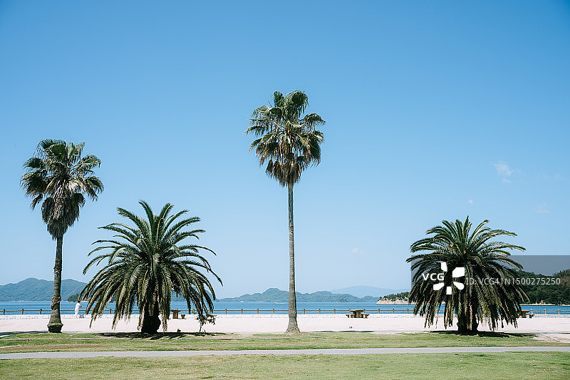 广岛兔岛棕榈树景观，日本图片素材