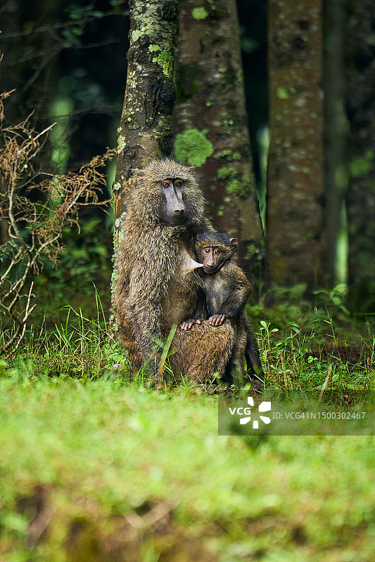 带着幼崽的狒狒图片素材