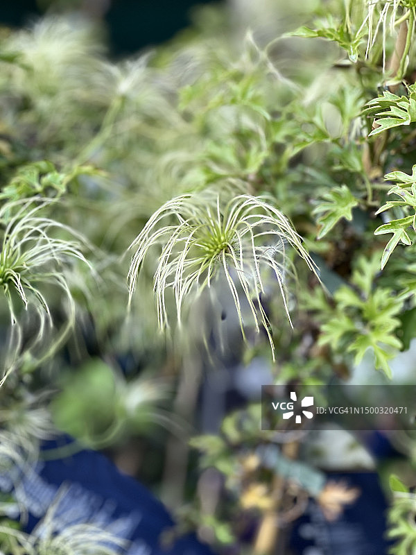 老人须（铁线莲）特写图片素材