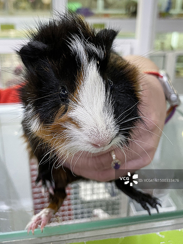 近距离拍摄：一人手持三色短毛阿比西尼亚豚鼠，豚鼠看向镜头图片素材