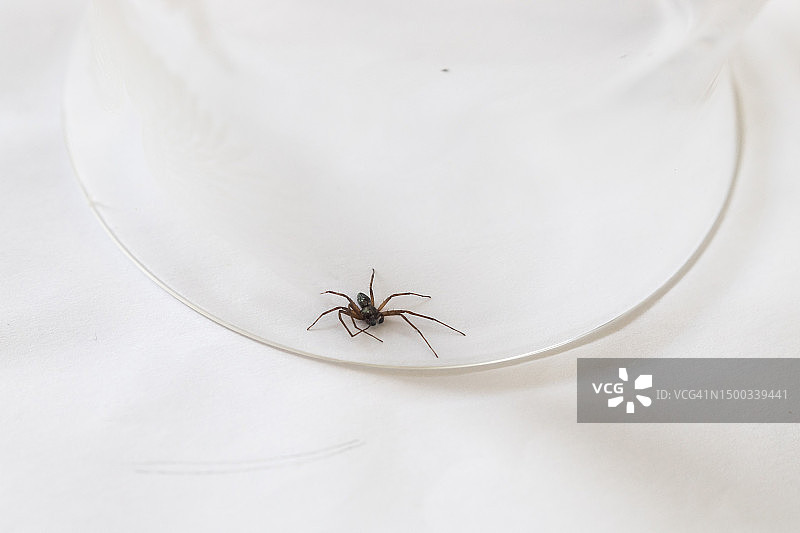 玻璃罩下的室内蜘蛛图片素材