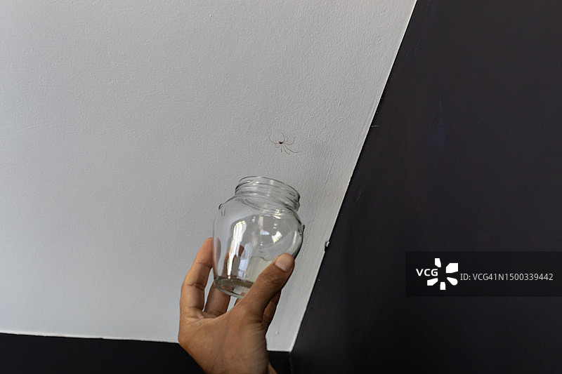 玻璃罩下的室内蜘蛛图片素材