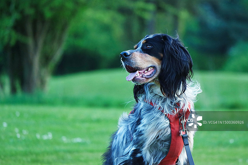 英国卢顿，站在田野上向远处看的英国塞特犬特写图片素材
