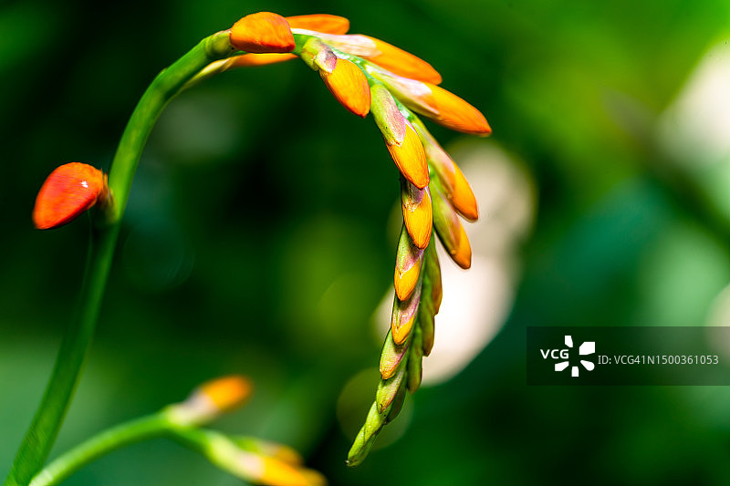红色开花植物特写，吉伦特省，法国图片素材