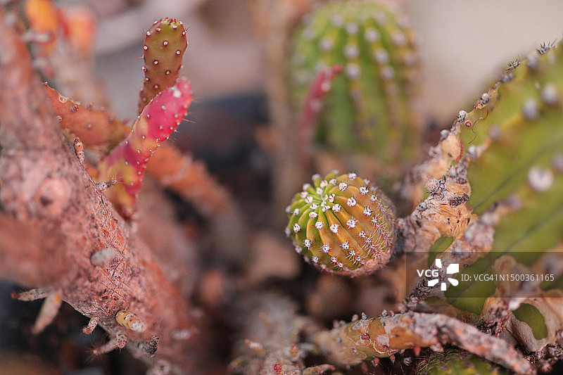仙人掌的特写图片素材