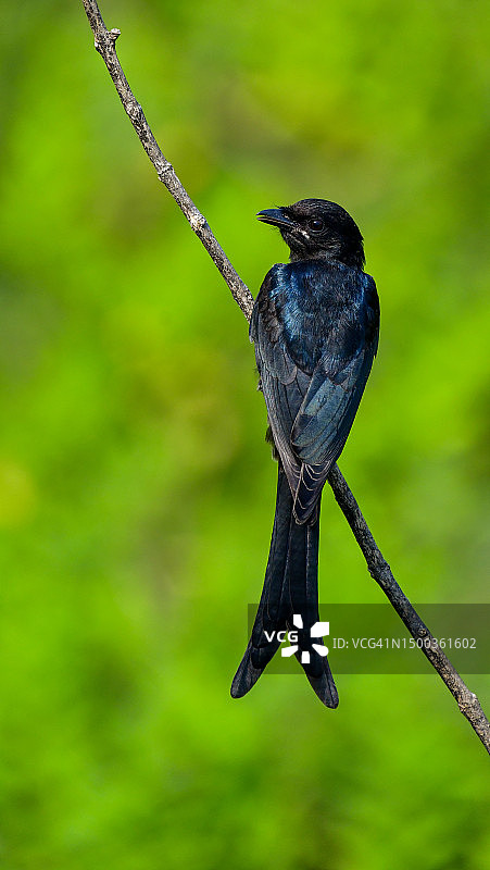 印度泰米尔纳德邦的热带叉尾鸟栖息在树枝上特写图片素材