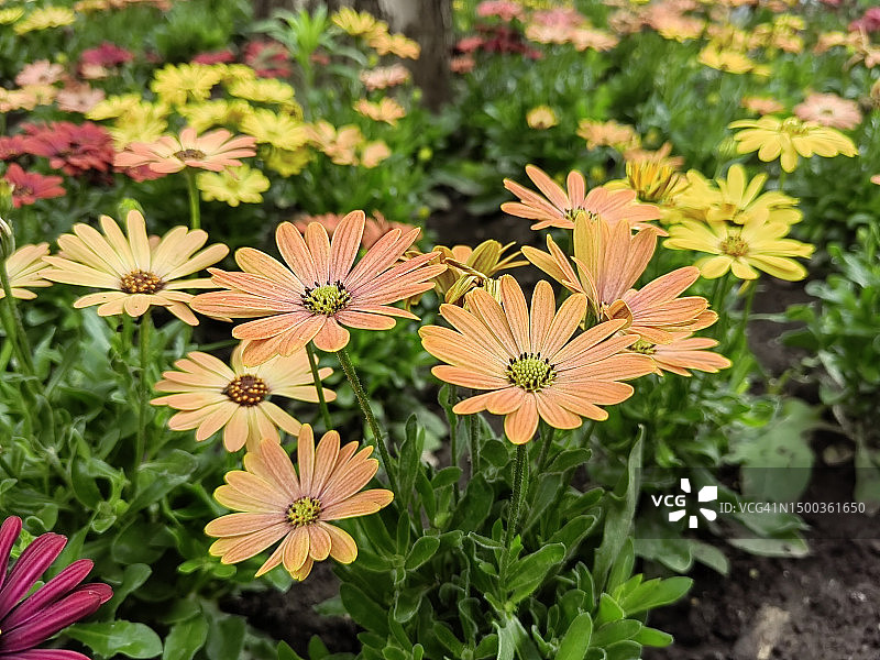 塞尔维亚贝尔格莱德的开花植物俯视图图片素材