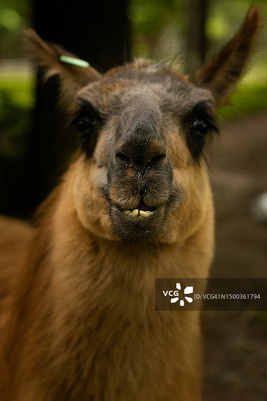 骆驼面部特写图片素材