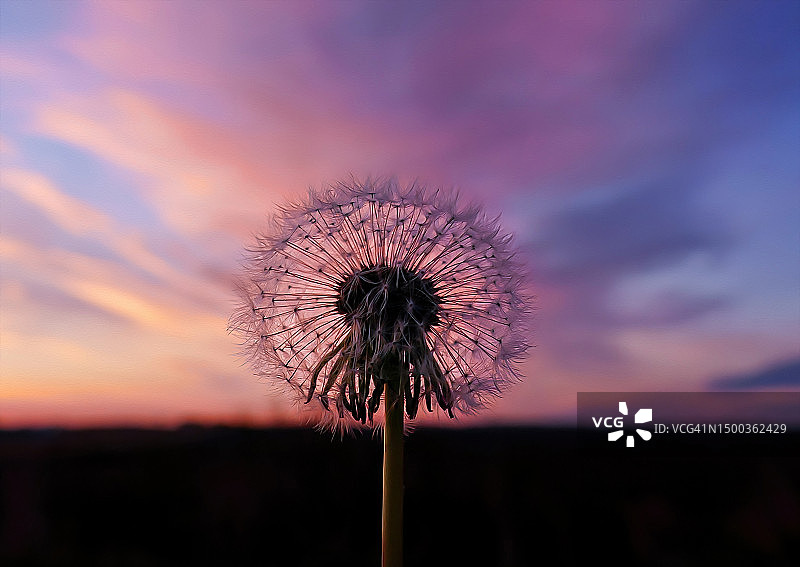 爱荷华州日落时分的蒲公英特写，美国图片素材