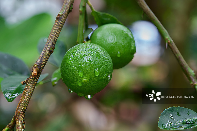 泰国沙缴府树上生长的湿水果特写图片素材