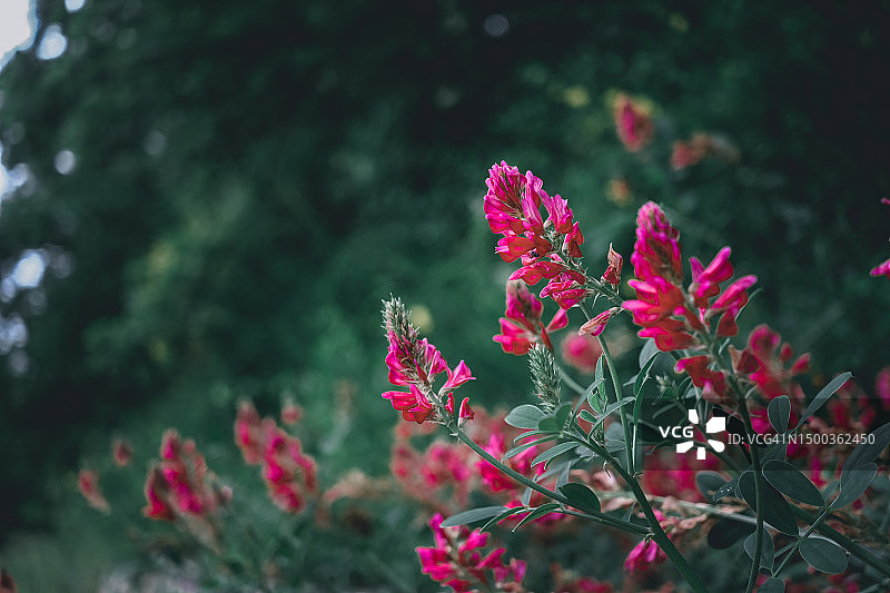 意大利伊塞尔尼亚省圣温琴佐堡粉色植物特写图片素材