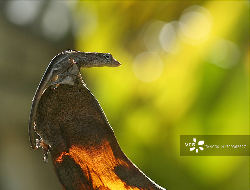 栖息在巴哈马拿骚树枝上的鸟类特写图片素材