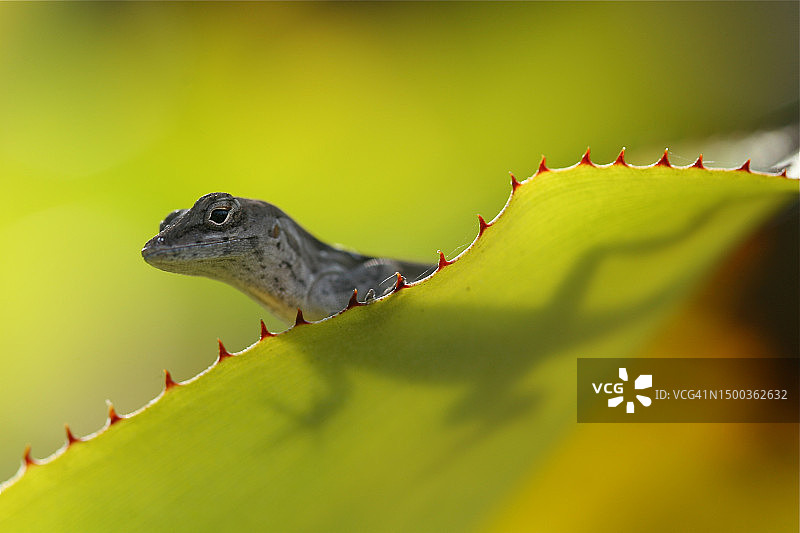 加勒比海巴哈马拿骚的变色龙近距离照片图片素材