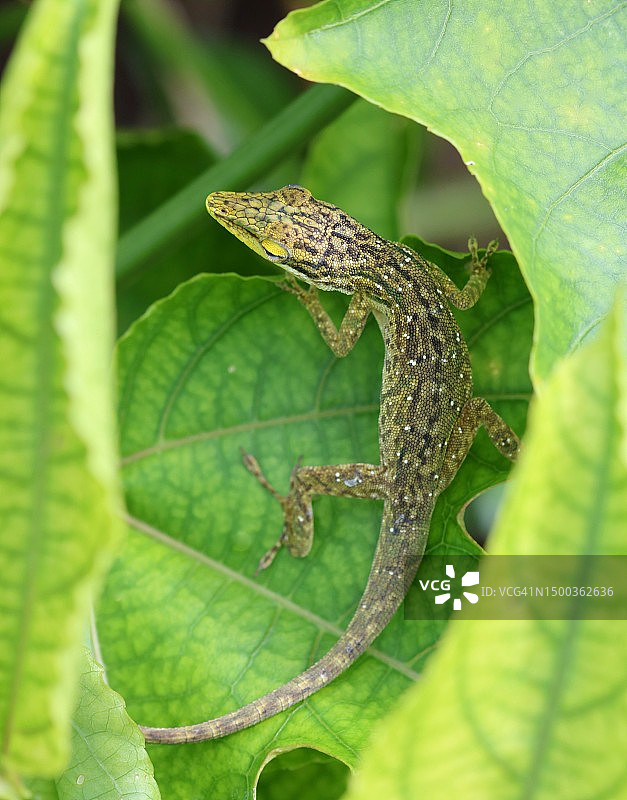 加勒比海巴哈马拿骚的变色龙近距离照片图片素材