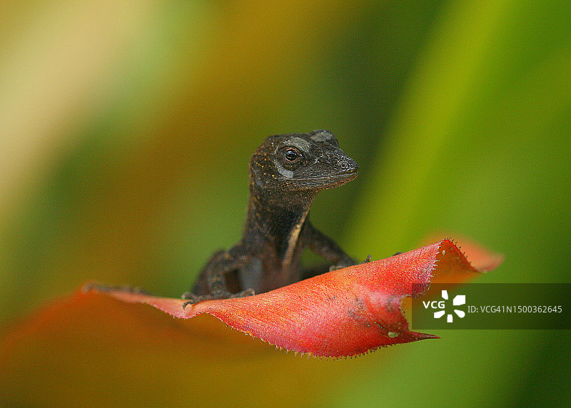 拿骚巴哈马植物上的变色蜥蜴特写图片素材